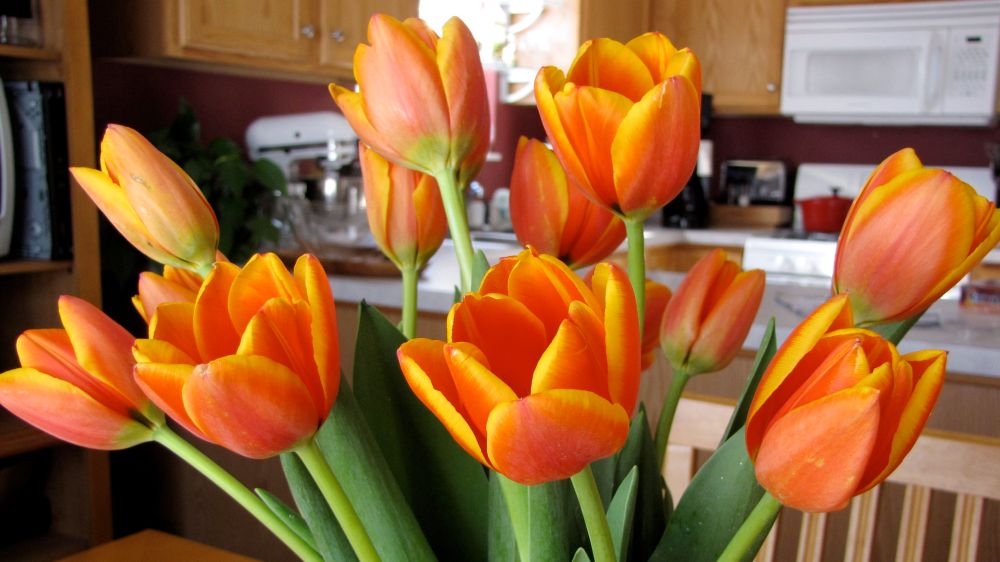 tulips