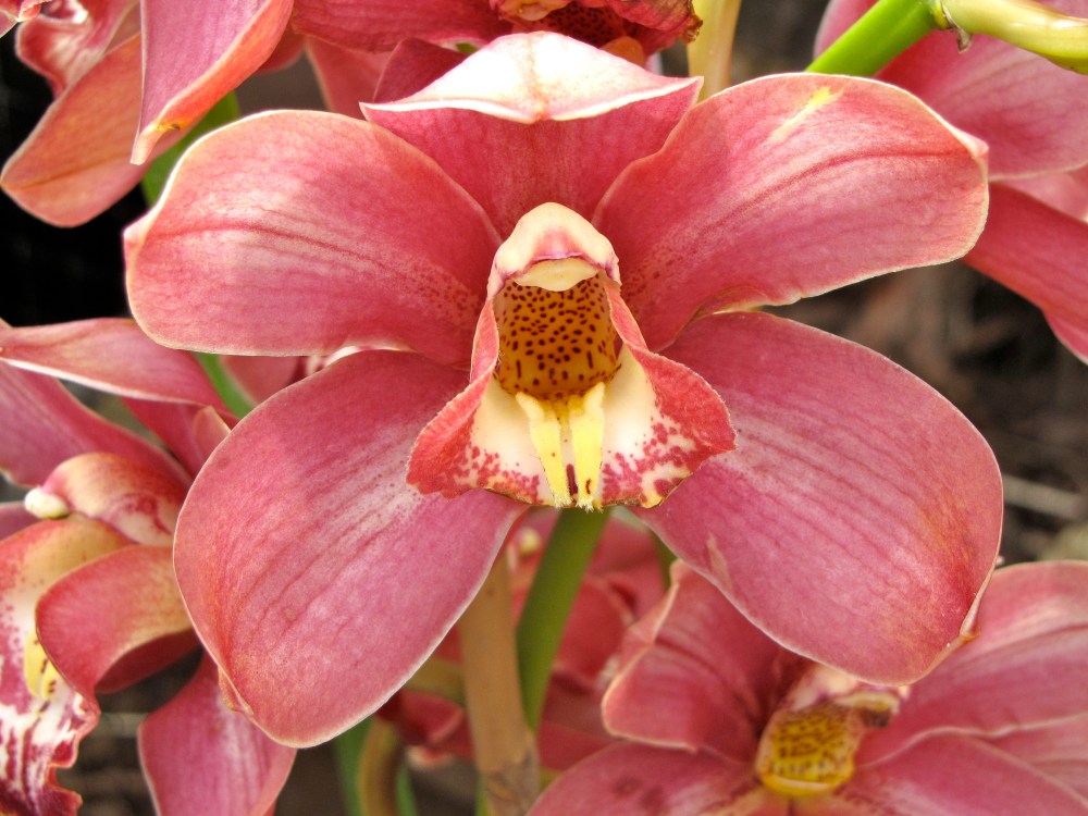 orchid11