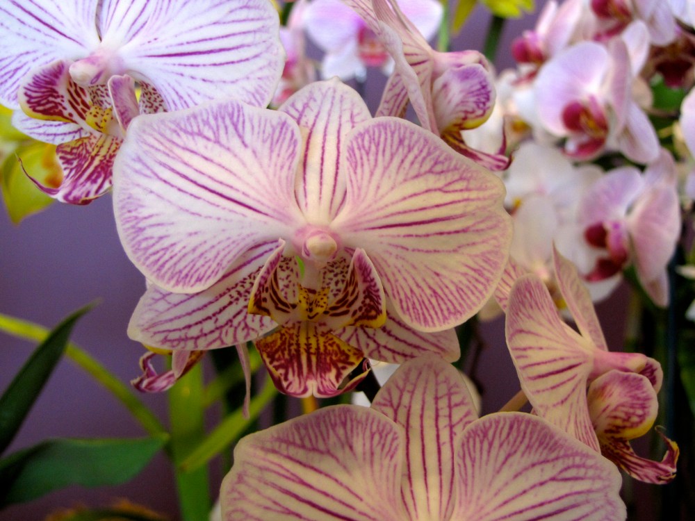 orchid15