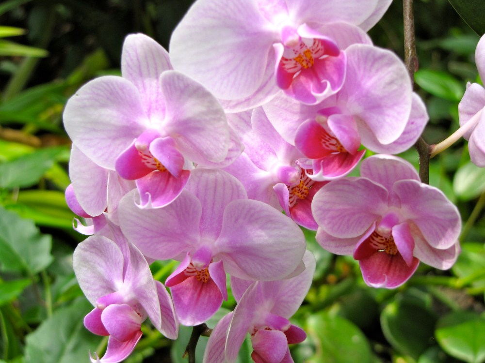 orchid6