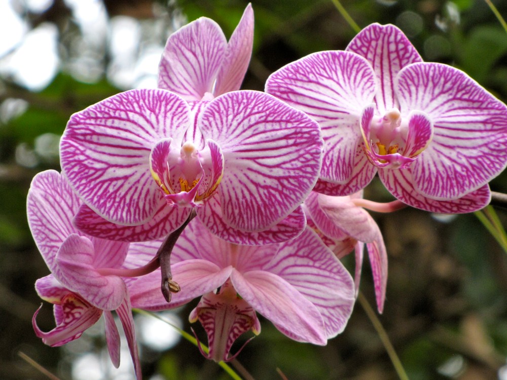 orchid8