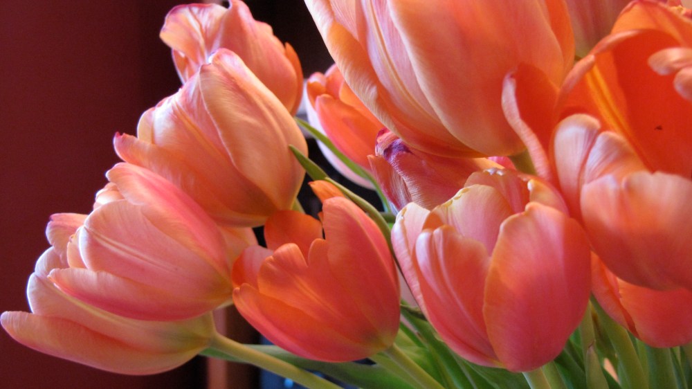 tulips