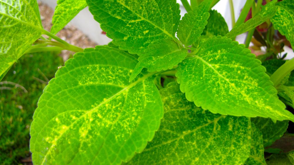 dappled_apple_coleus dappled_apple_coleus
