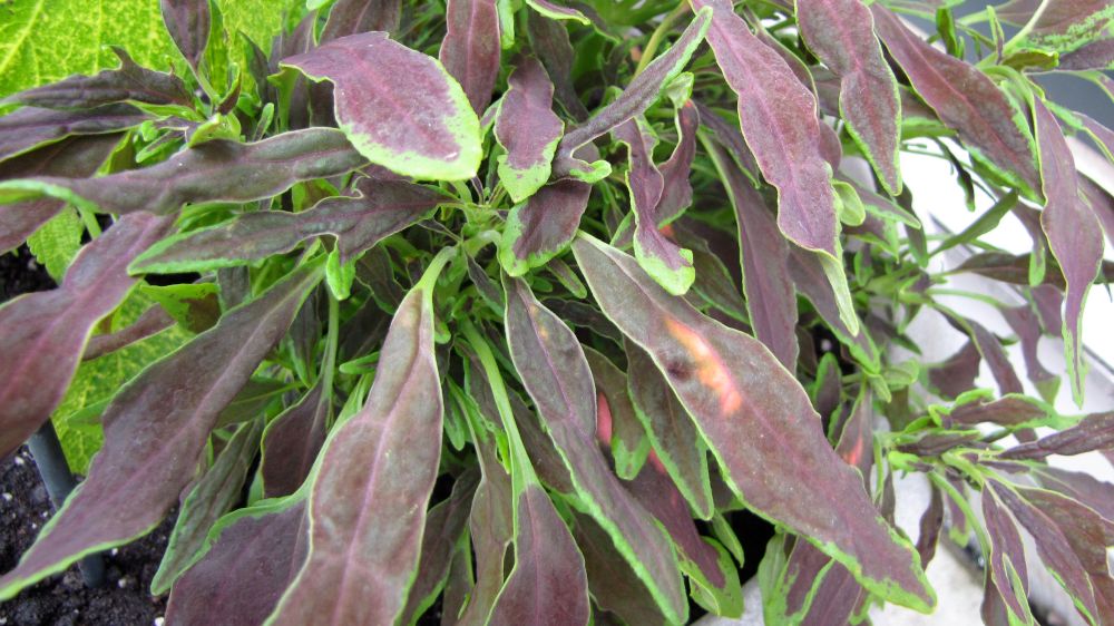 the_flume_coleus the_flume_coleus