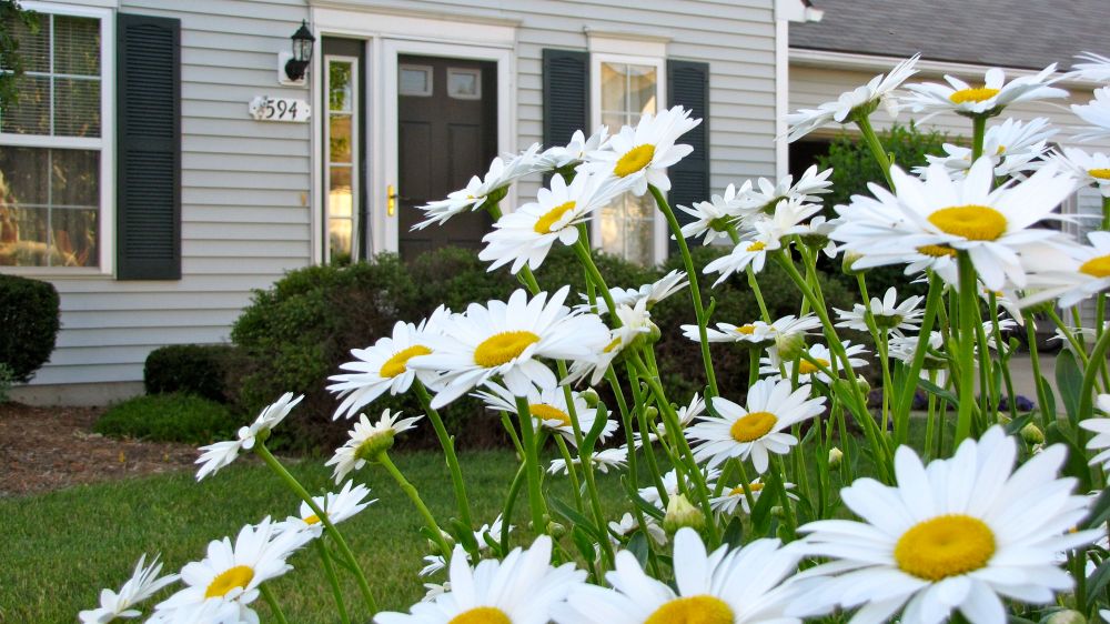 daisies
