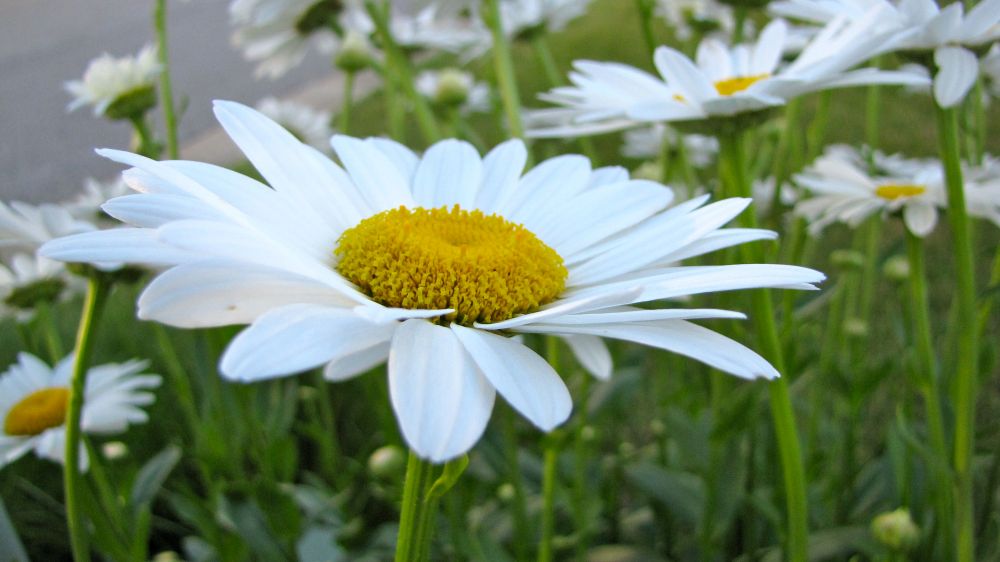 daisytwo