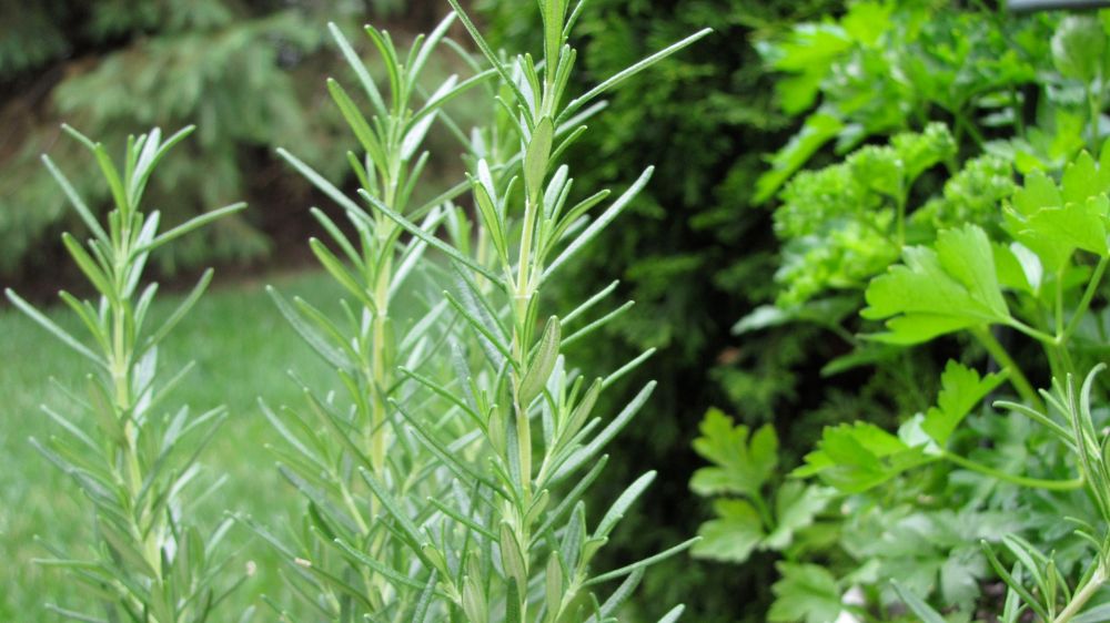 rosemaryparsley
