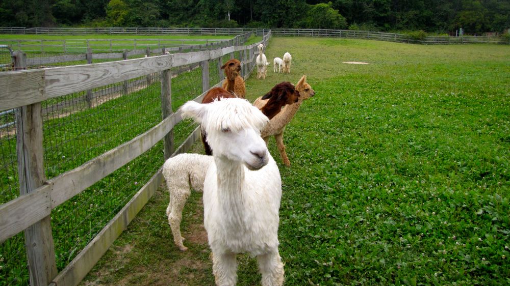 alpacaatfence