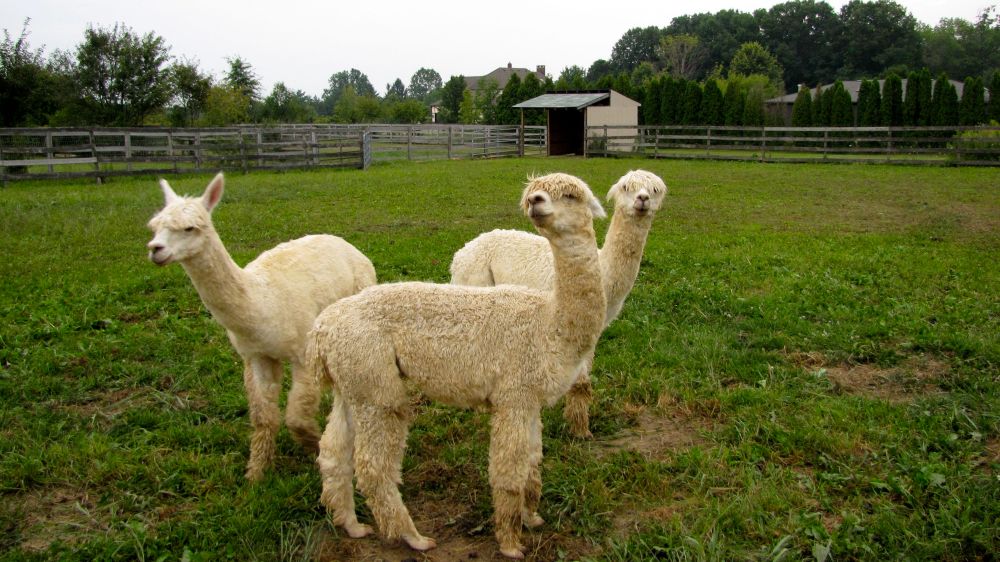 alpacatrio