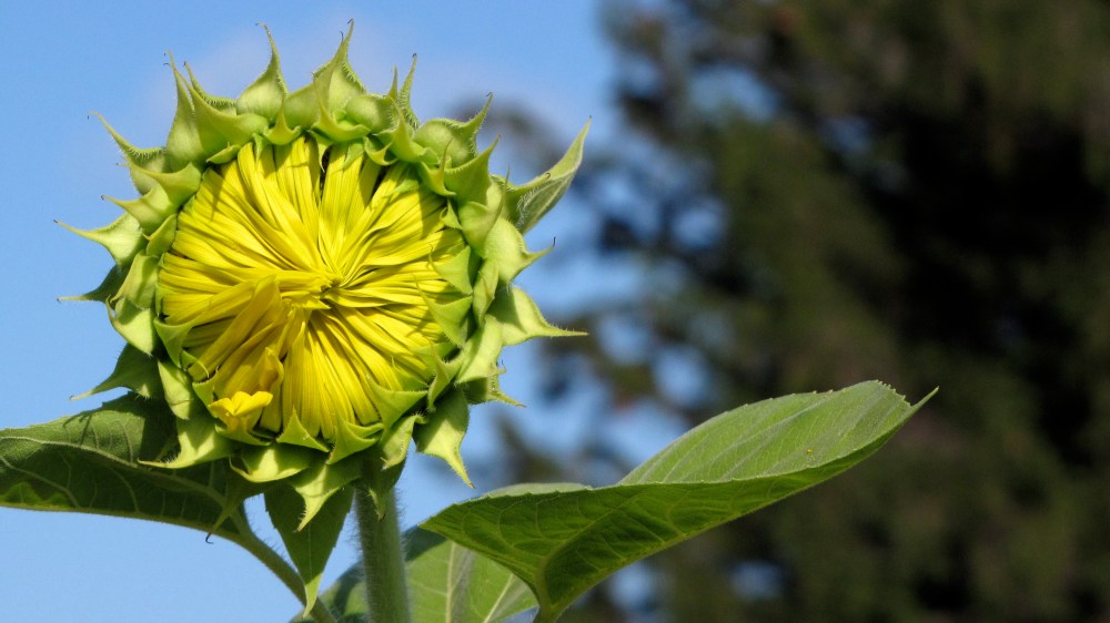 closedsunflower
