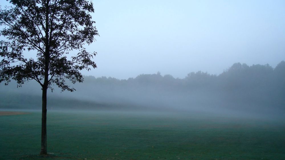 foggy tree