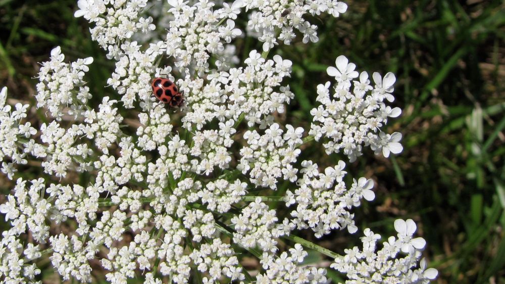 ladybugflower