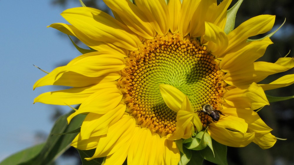 opensunflower