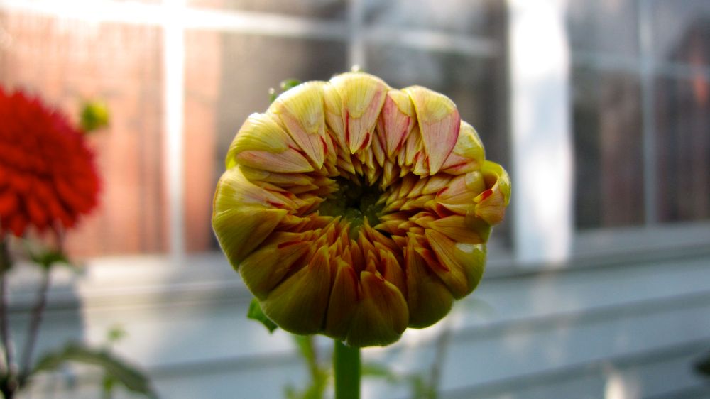 dahlia bud