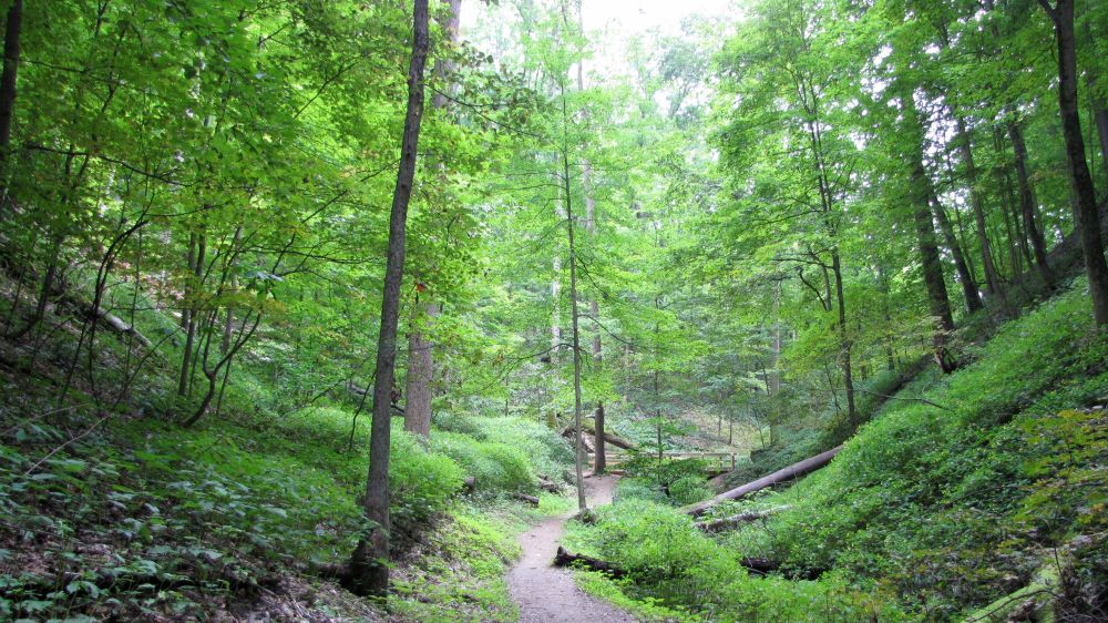 forest path forest path