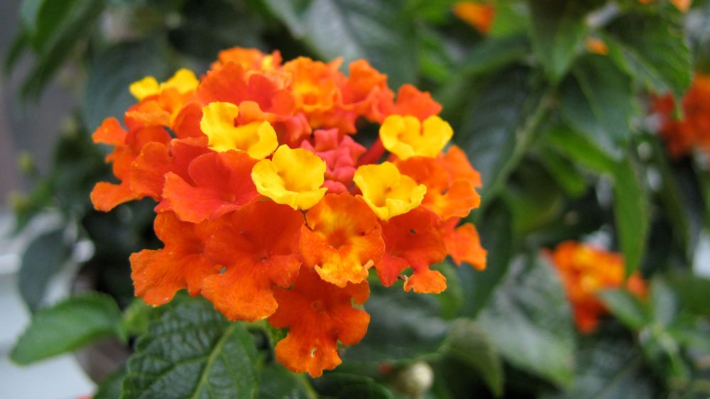 orangeflowercluster