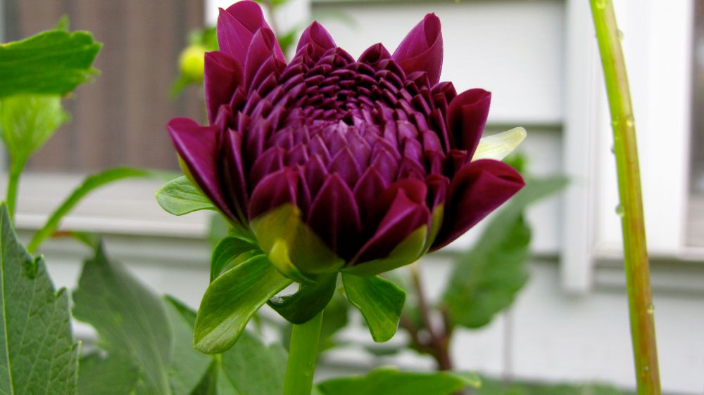 purpdahlia
