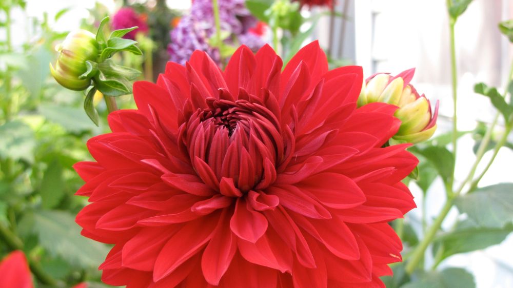 reddahlia