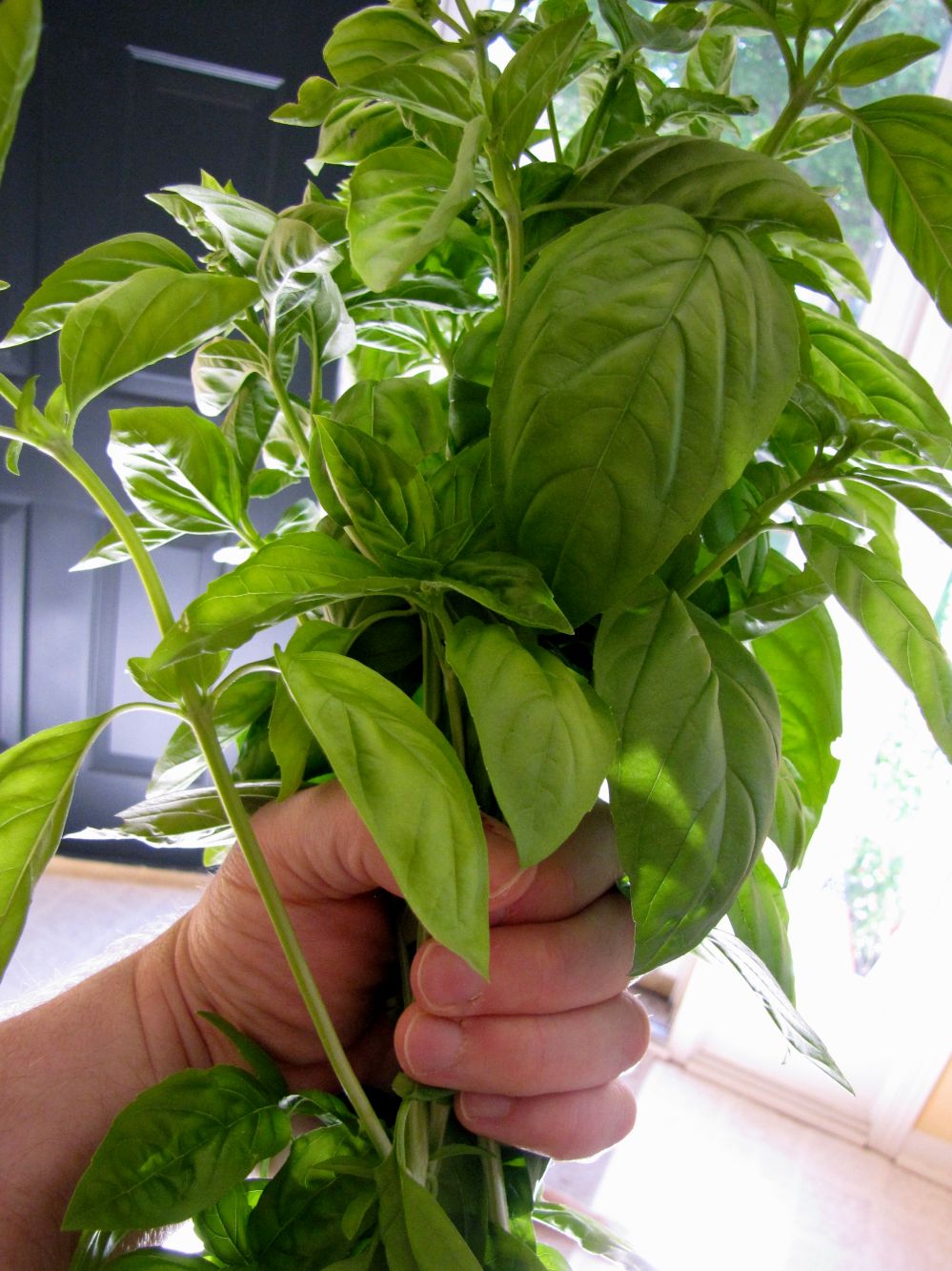 basil bunch